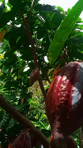 keunggulan klon m06 dari Sulawesi berbuah lebat #petanimuda #petaniindonesia🇮🇩🇮🇩🇮🇩🌿🌿 #masukberanda #kakao #masukberandafyp #fyppppppppppppppppppppppp #foryoupage #buahkakao #kakaoindonesia #kakaolokalsulawesi #tiktokviral #kakaowebtoon #semuaorang 