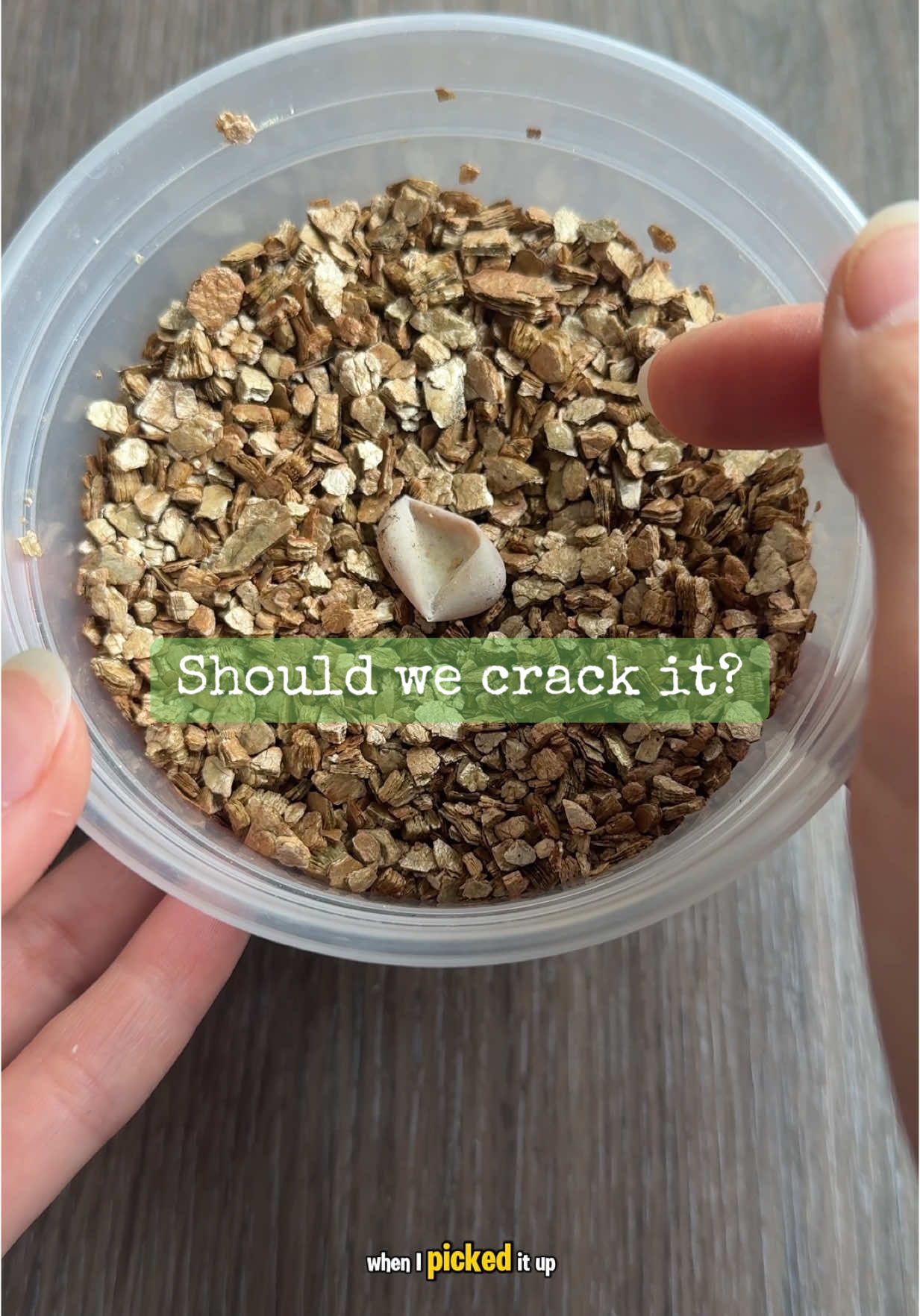Flipped our gecko egg over to see what was going on inside…🦎