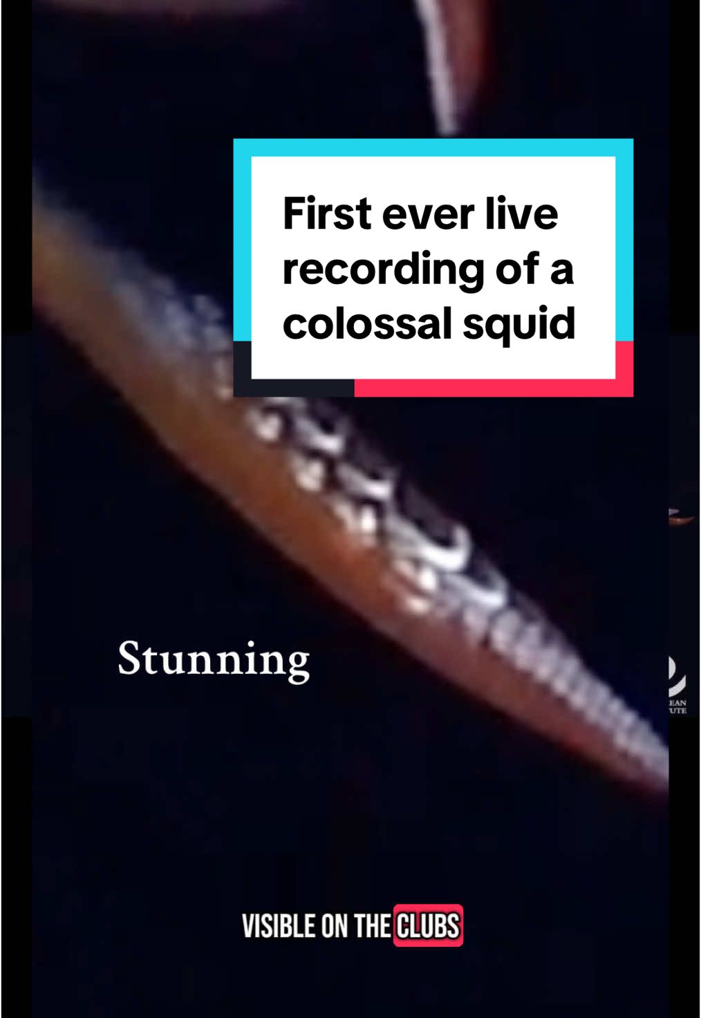Its a great day to be a fan of cephalopods #squid #deepsea #giants #marinebiology #marinelife #marineanimals #breakingnews 
