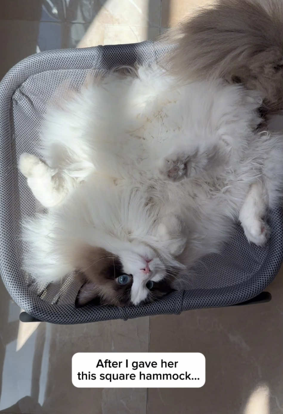 Cat: I’ll lie down wherever there’s a bed #catcat #catmom #catlover #cuteanimals #cute #cutecat #ragdoll #catbed #cathammock #catsoftiktok 