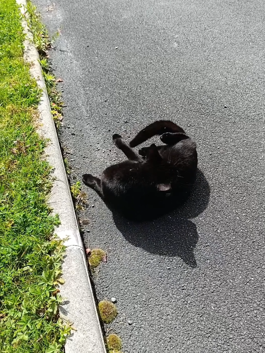 Estuvo retorciéndose como gusano por más de 30 minutos...  Creo que tenía comezón o si no estaba poseído por una entidad, la entidad de la comezón xD  #cat #gato #chat 