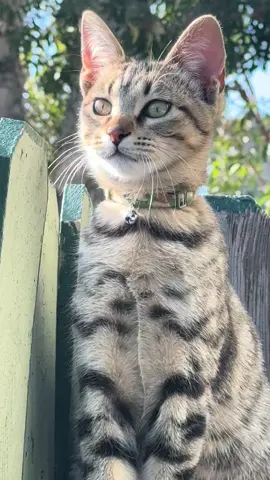 #creatorsearchinsights #catswalking #catsoftiktok # funnycats # catlover # catwalk # petlovers