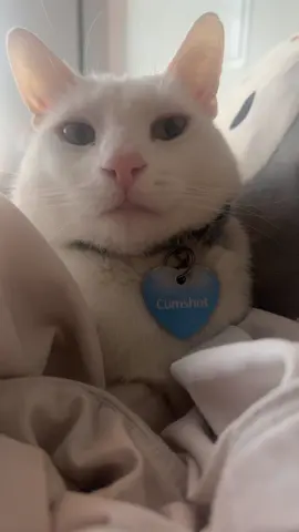 He was just protecting me ☺️ #whitecat #catsoftiktok #deardiary #pets 