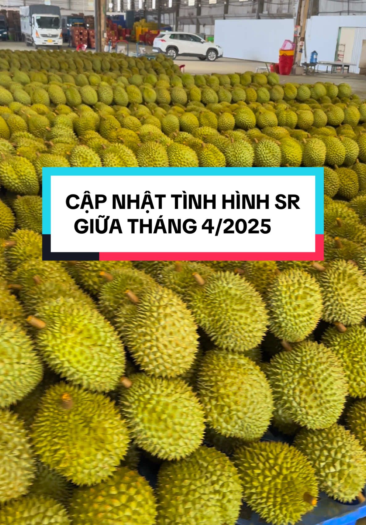 [CẬP NHẬT TÌNH HÌNH SẦU RIÊNG – GIỮA THÁNG 4/2025] Hiện nay sầu riêng ở nhiều nơi bắt đầu vào chính vụ, mình xin chia sẻ nhanh một số tình hình thực tế: Giá cả: Ri6 dao động khoảng 60.000 – 75.000đ/kg, Một số nơi có sầu đẹp bán được giá nhỉnh hơn. Tuy nhiên, mấy ngày gần đây giá có dấu hiệu chững lại hoặc giảm nhẹ do lượng hàng ra nhiều. Chất lượng: năm nay nhìn chung trái to, cơm vàng, mùi thơm đậm – thời tiết thuận lợi nên chất lượng tốt hơn năm ngoái. Thị trường: Xuất khẩu đi Trung Quốc vẫn là chính, nhưng kiểm tra mã số vùng trồng và cơ sở đóng gói khá gắt – ai chưa có mã thì nên lưu ý. Thị trường nội địa tiêu thụ tốt, nhất là phía Bắc – trời bắt đầu nóng nên người ta ăn nhiều hơn. Lưu ý cho bà con: Thu trái đúng độ già – đừng non quá dễ bị khách trả hàng. Ai làm hàng đi xuất khẩu nhớ chuẩn hóa từ khâu đóng gói, vệ sinh, tem nhãn, mã số. Chúc bà con trúng mùa – bán được giá tốt! #xuhuongtiktok #xuatkhau #tiengiang #durian #saurieng #xuatkhaunongsan #caibetiengiang 