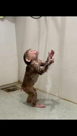 cute monkey #babymonkey #cutemonkey #monkeydluffy #monkeys 