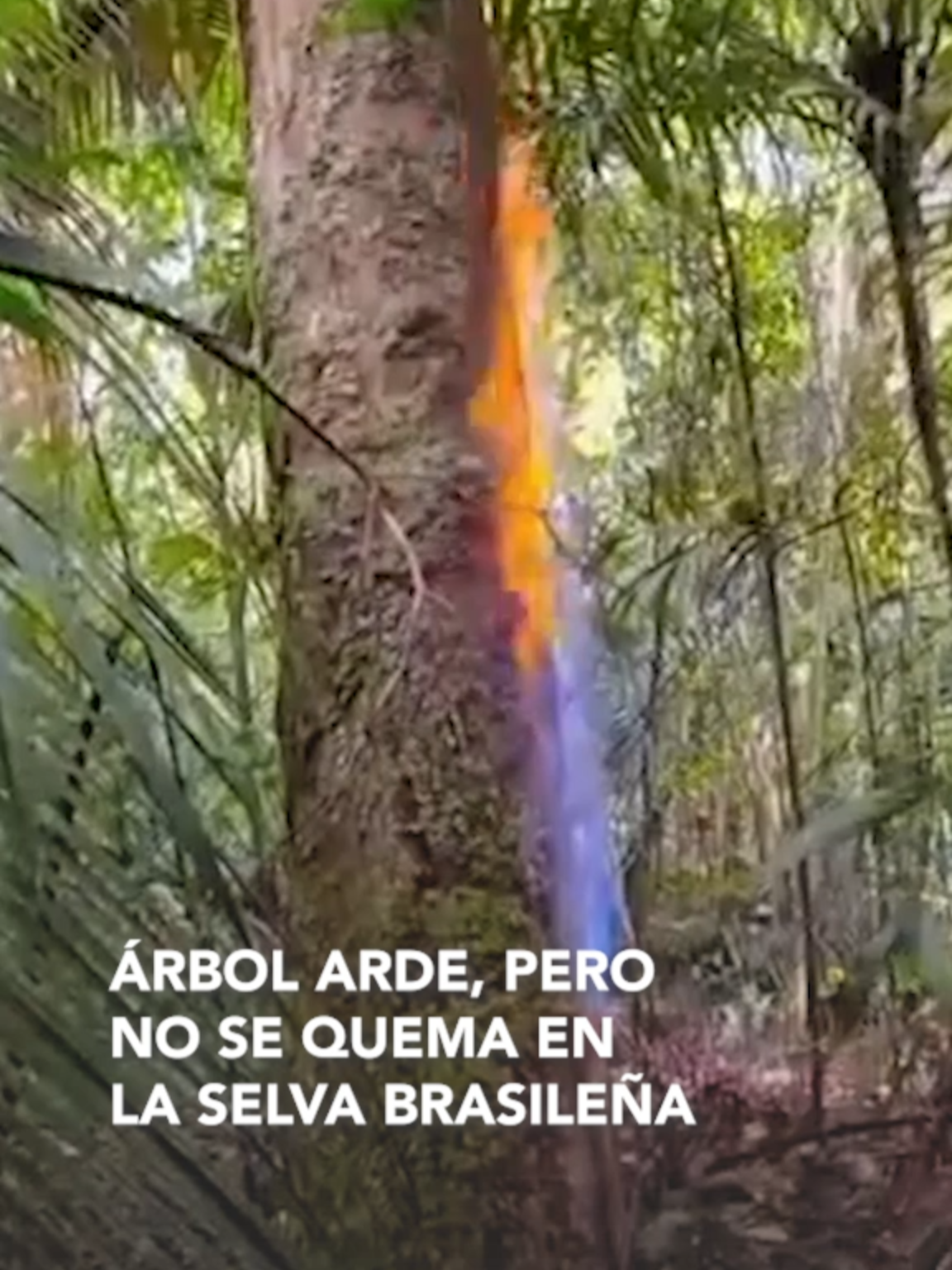 #Internacional| En lo profundo de la selva brasileña, pobladores quedaron impactados al descubrir un árbol del que sale fuego directamente desde el tallo, como si fuera una fuga de gas. El extraño fenómeno fue captado en video y ha dejado a más de uno con la boca abierta.  ▶️ Más información en: www.reduno.com.bo                         #RedUnoDigital #Notivisión #Brasil #MisterioEnLaSelva #FuegoExtraño #NaturalezaInexplicable