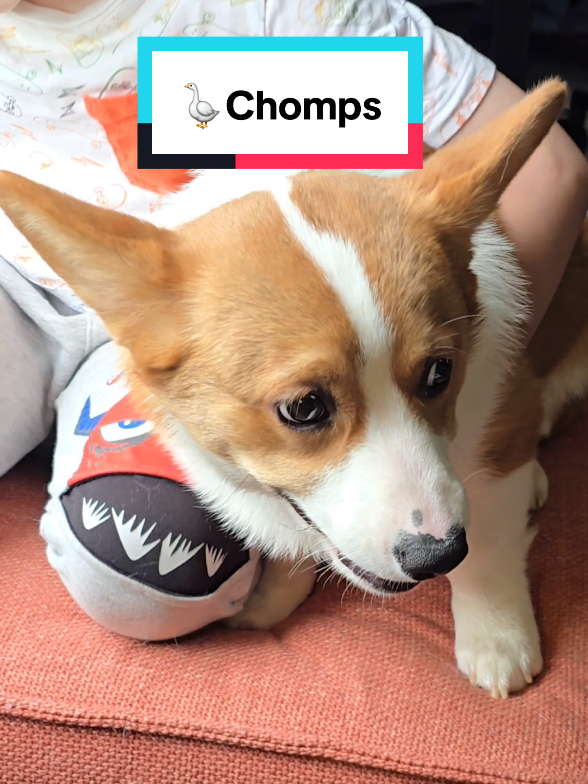 i wonder if hes just broke sometimes #weirdpets #corgi #corgipuppy #dogsoftiktok #funnydog #