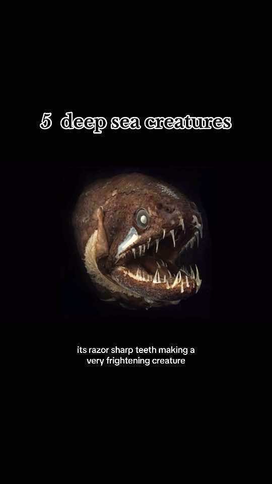 The deep sea is home to a variety of bizarre creatures. #LearnOnTikTok #fyp 