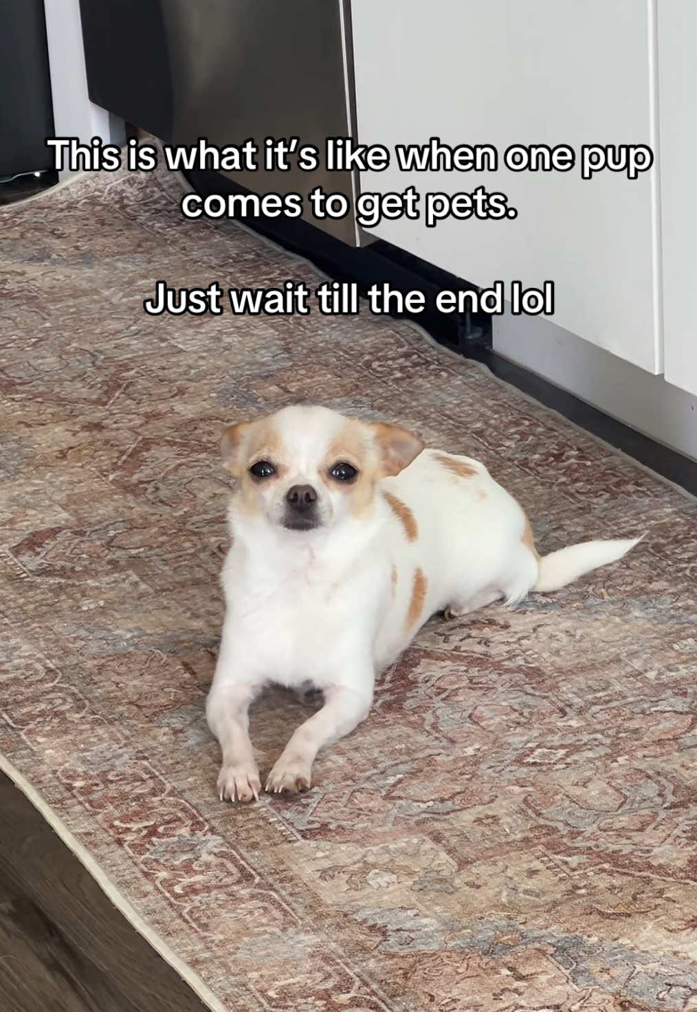 They all want pets all at once! Lol  #chihuahua #chihuahuastiktok #chihuahuas #chihuahuasfamily #chihuahuasoftiktok #chihuahuapuppy #chihuahuafanclub #chihuahualove #chihuahualife #chihuahuatiktok #chihuahuastiktokers #furmom #furmomlife 