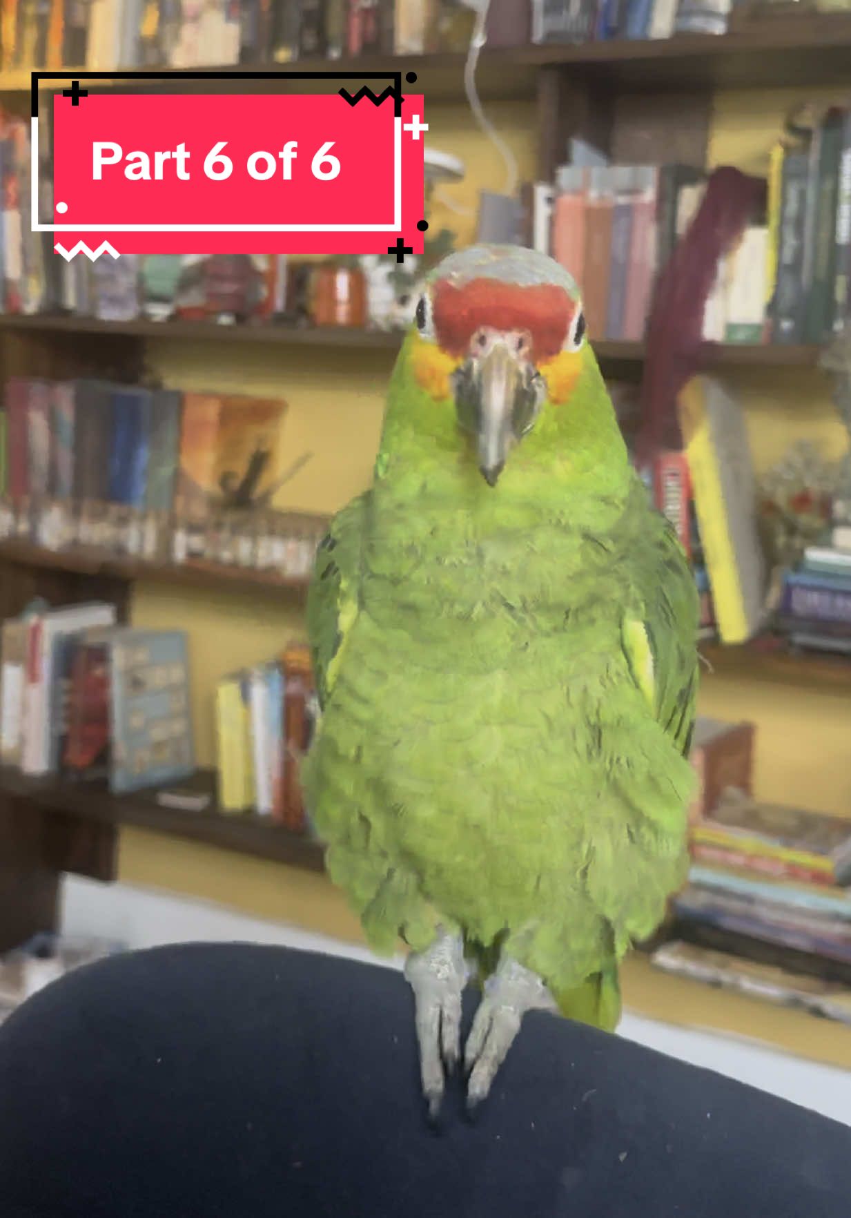 Replying to @paradise Part 6: What a whirlwind of a few days this turned out to be! #redloredamazon #foundparrot #parrotsoftiktok 