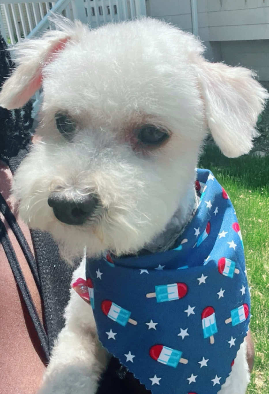 Yeah We Gonna Let The Groomers Do Their Job For Now On 