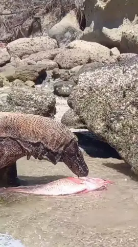 Komodo Dragon Eating Fish  #animals #wildanimals #animalworld #komododragon #thegioidongvat 