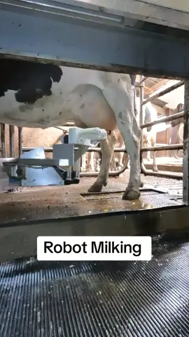 #robot #cowmilking #foryou #cow #viralvideo #cowboy #dairysirbhori #viralvideo #milkingtime #foryoupage #cowboy 