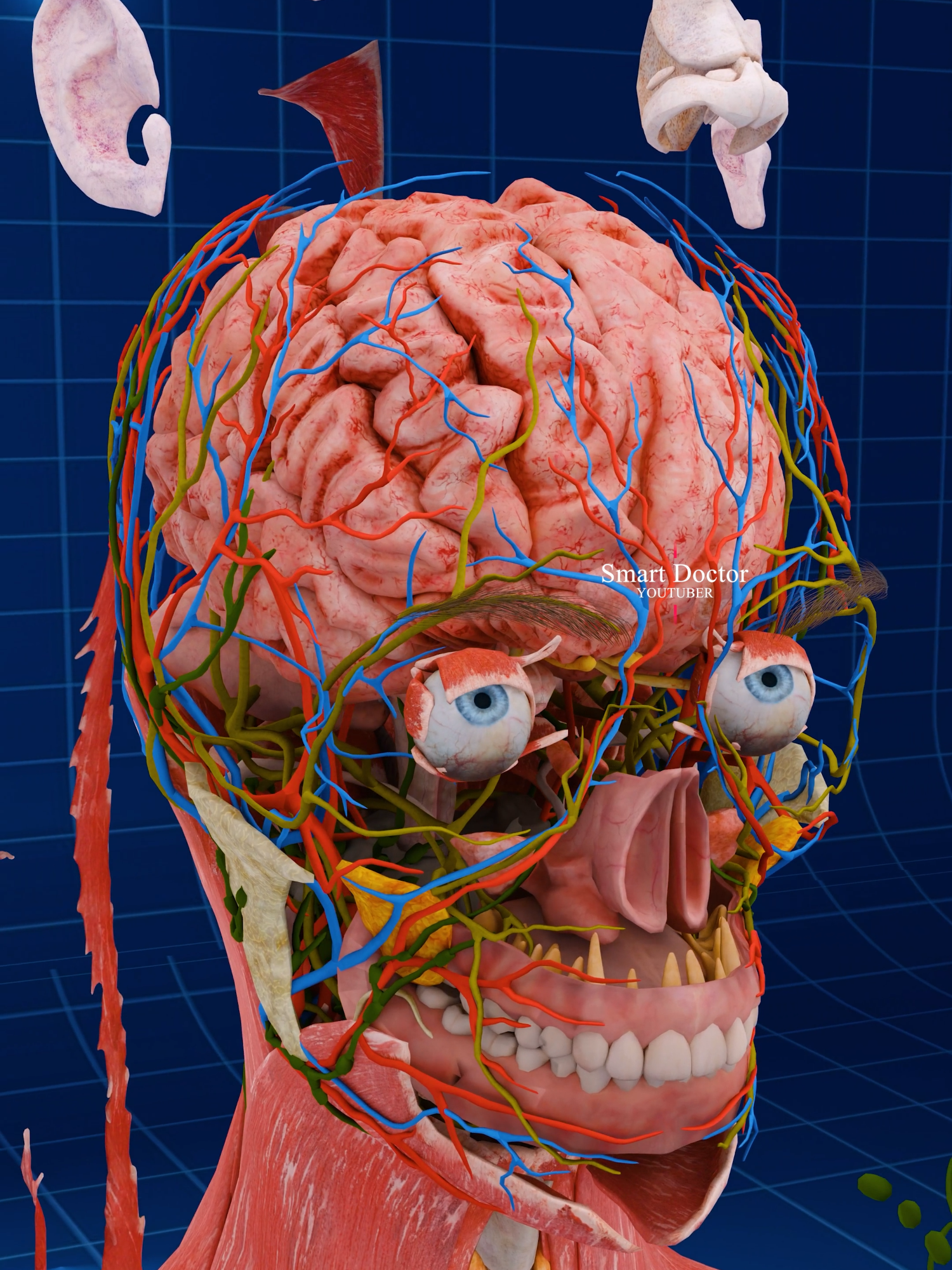 Human Brain up Close 🧠 . . The human brain is the central organ of the human nervous system, and with the spinal cord makes up the central nervous system. The brain consists of the cerebrum, the brainstem and the cerebellum. It controls most of the activities of the body, processing, integrating, and coordinating the information it receives from the sense organs, and making decisions as to the instructions sent to the rest of the body. The brain is contained in, and protected by, the skull bones of the head. . . #3danimation #cardiology #smartdoctor1 #anatomía #anatomia #medicina #education #cardio #anatomi #doctor #heartanatomy #pregnancy #pulmonaryhypertension #pregnant #baby #gravidez #medstudent #animation #ReproductiveSystem #Childbirth