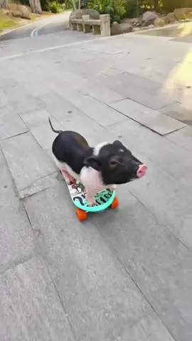 My baby pig is so cute that he can skateboard. #tiktokviral #fypシ゚viral #pig #pigsoftiktok #pet #fyp 