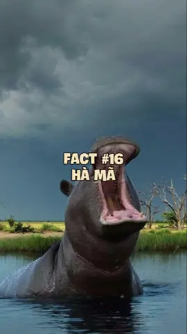 Hà mã. Đăng lại vì bị tắt tiếng #animals #pets #cuaq #quangdt1710 