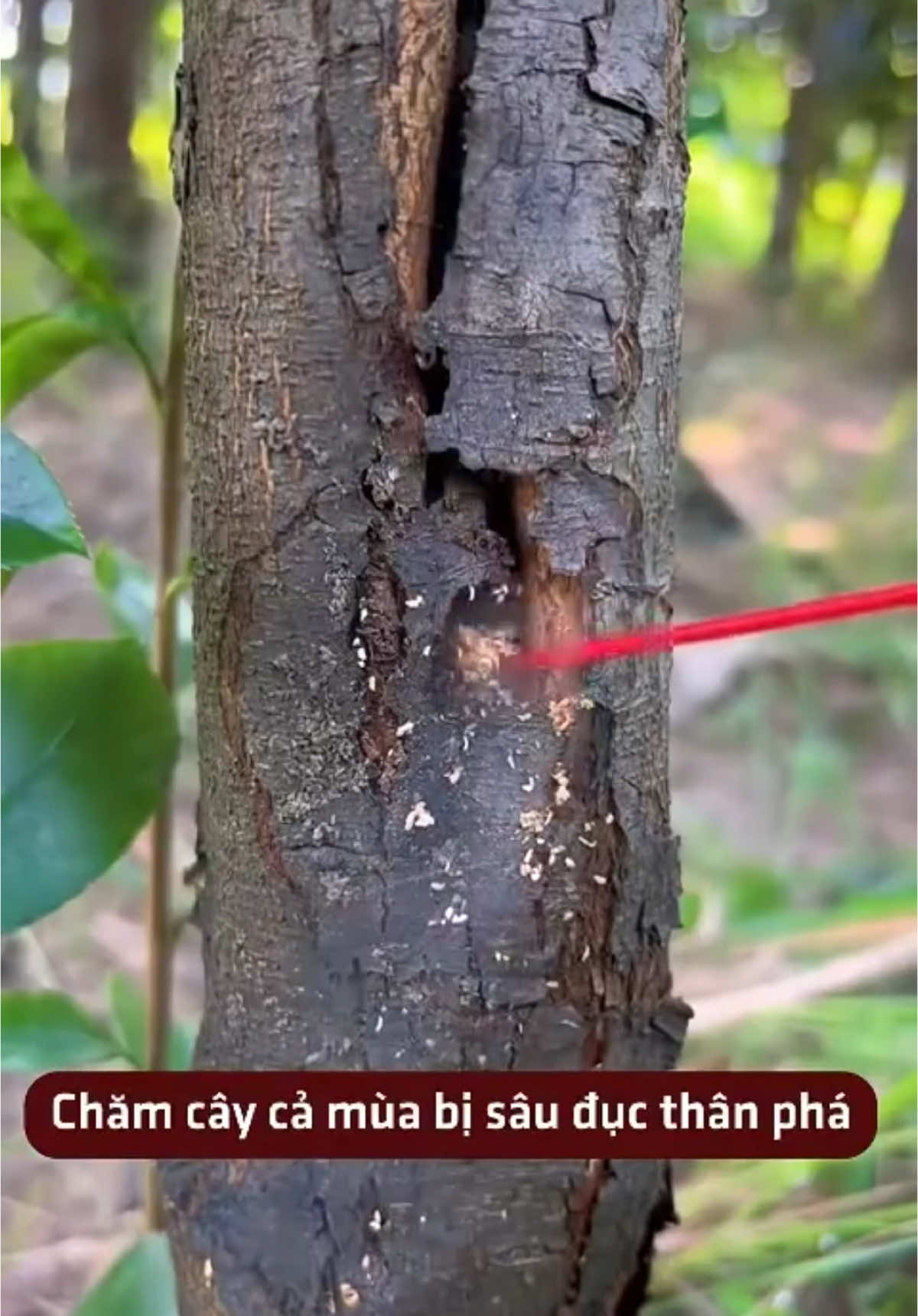 Chai xịt sâu đục thân an toàn hiệu quả #nôngnghiệp #câycảnh #vườn 