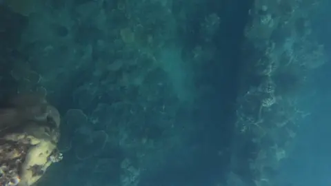 diving through the sunken world war II Japanese supply ship near Corona Island Palawan Philippines. #philippines 🇵🇭❤️ #shipwrecks #diving #freediver #shipwrecks #palawan 