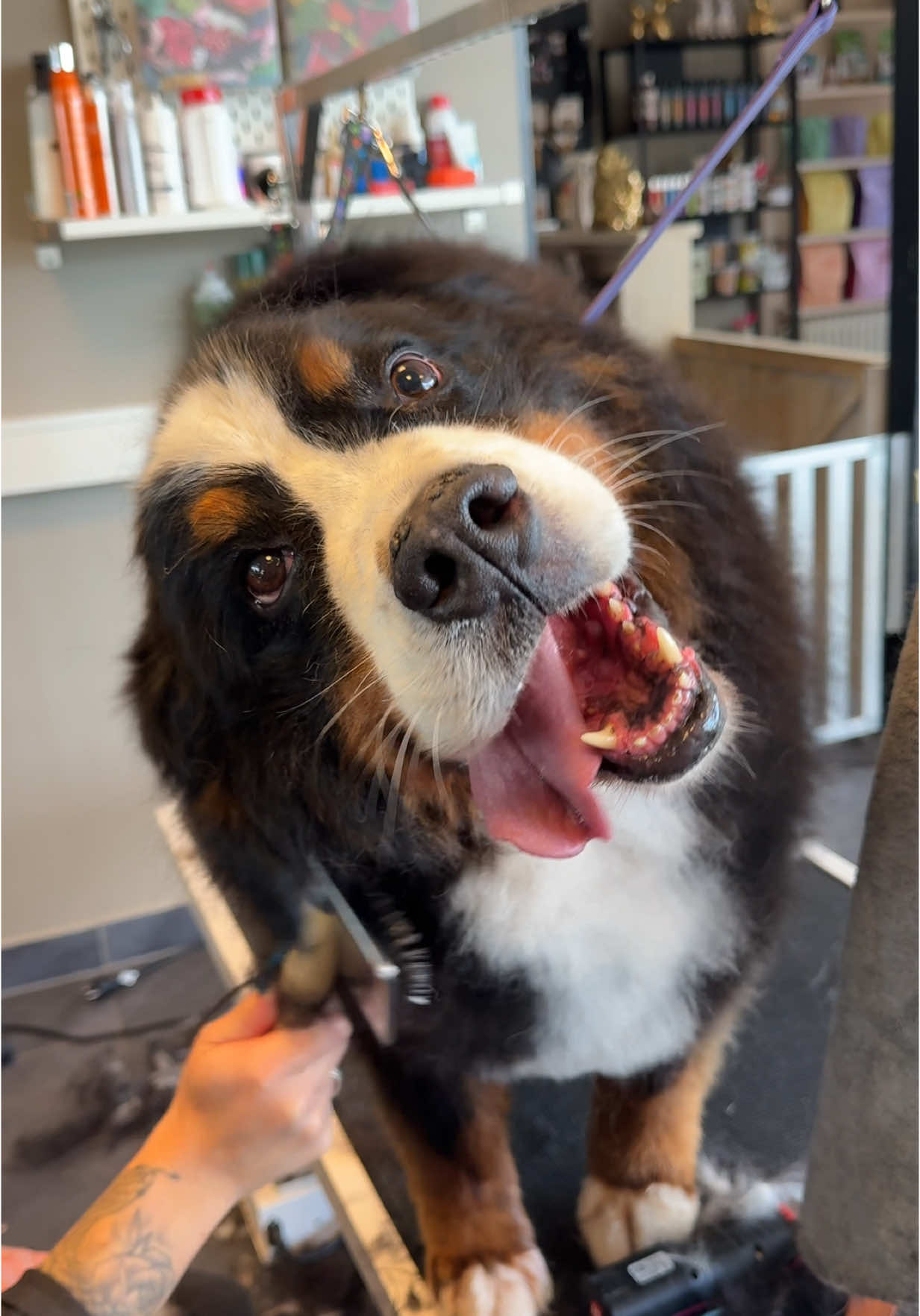 That’s the spot🙂‍↕️ #trimsalonwassenaar #trimsalon #wassenaar #hondentrimsalon #hondentrimmer #hondentrimster #fyp #foryourpage #foryou #doggroomer #honden #bernersennen #bernersoftiktok #bernesemountaindog 