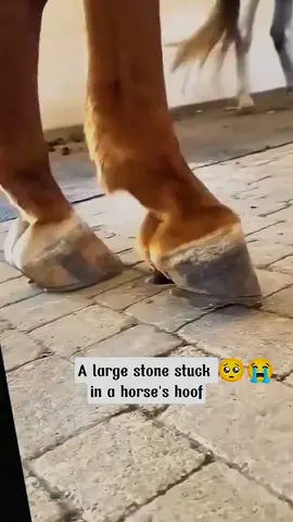Pitiful🚀🚀🚀 #farrier #farriersoftiktok #farrierlife #horse #satisfying #hoof #hoofcare #hoofcleaning #asmr #animals 