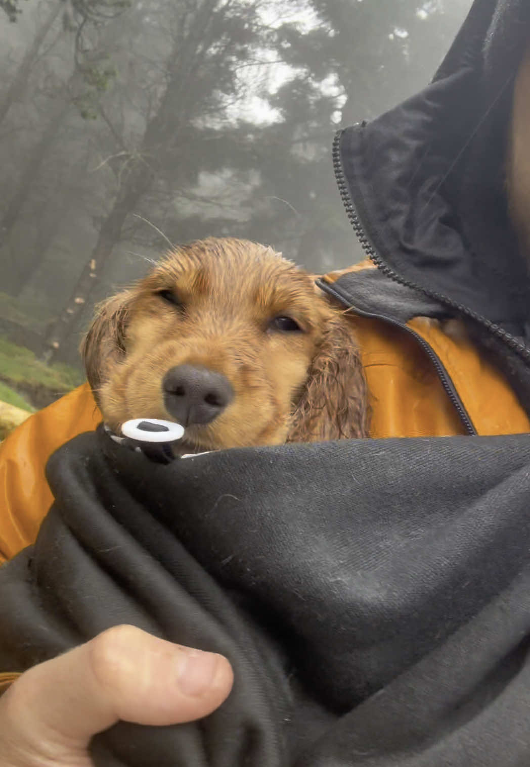 Harley was NOT a fan of the rain today 😂💔 #dublin #cockerspaniel #dogsoftiktok #rainyday #Hiking 