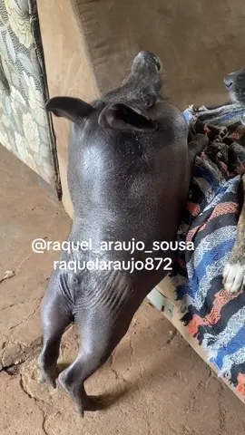 Perna fina, corpo grosso 😂😂😂💪🏾#chumbinho #porquinhodeestimaçao #idoso #amordevovó #terceiraidadenotiktok #viral_video 
