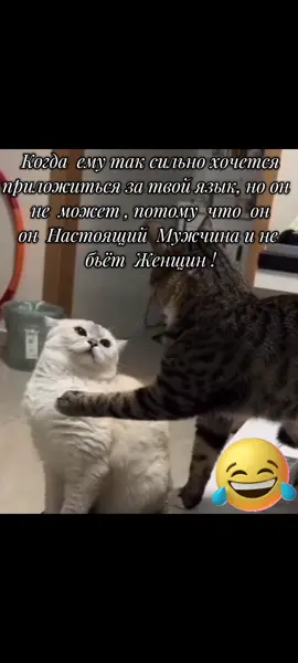 #юмор #животные #врекомендации #