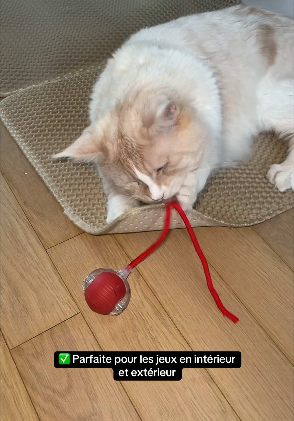 Lien ❤️ https://canicatcompagnie.fr  #chat #collaboration #jouet #chats #jouetchat #fluffycat #cattoy #collab #fyp #pourtoi #pourtoipage  ~produit offert~ 