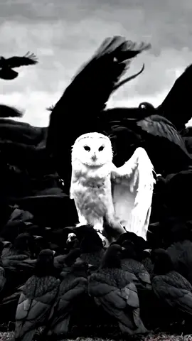 WHAT IS AURA💀#fyp #viral #viralvideo #trending #wildanimals #phonk #pourtoi #meme #animallover #aura #owl 
