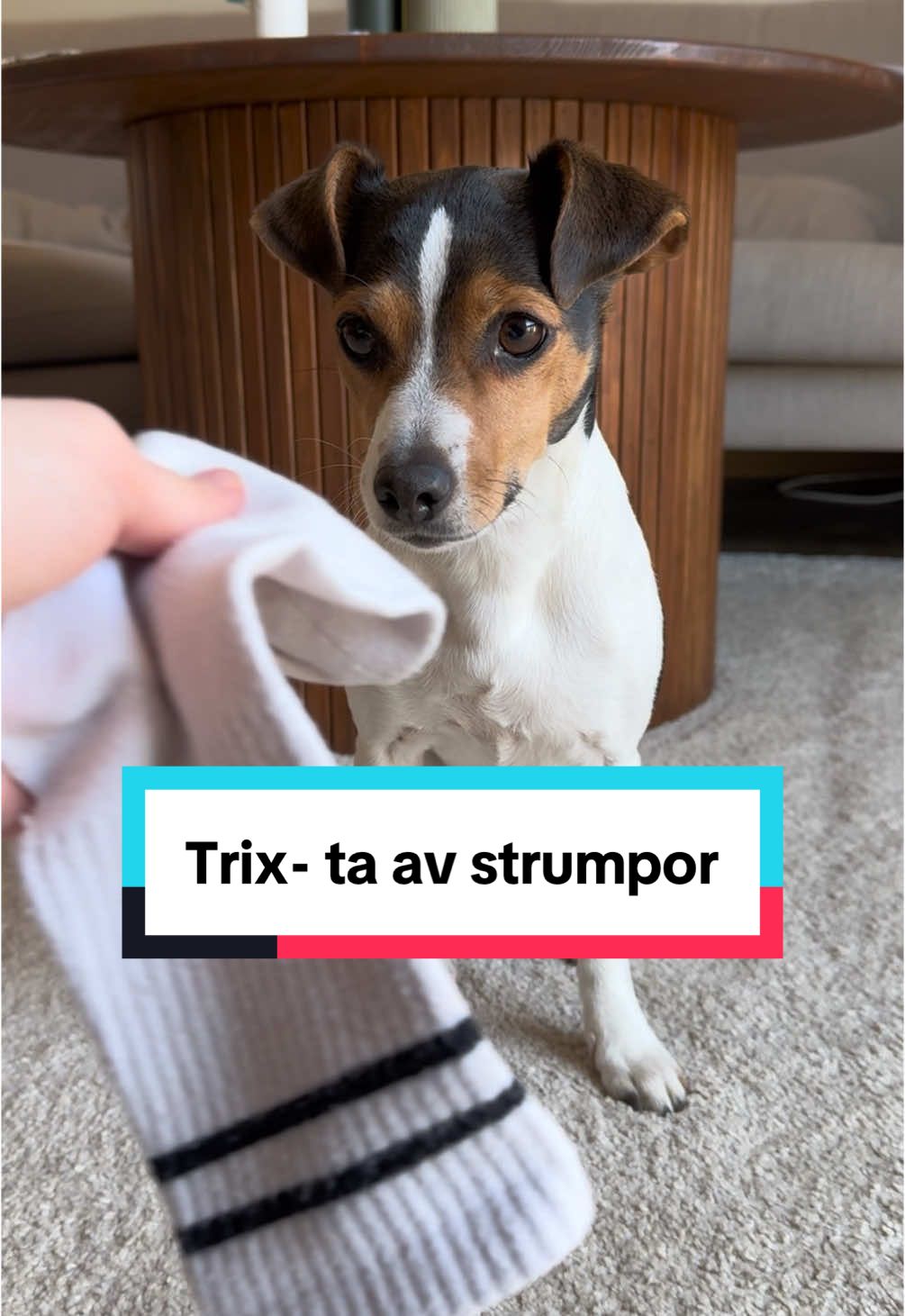 Agnes kanske borde jobba inom äldreomsorgen?👵🏼💗  #hundträning #trix #dogsoftiktok #hundarpåtiktok 
