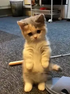 #cutecat #funnycat #kitty #cuteanimals #foryoupage 