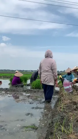 Bagian ngirim #4u #zxycba #pagi #sawah #fyp 