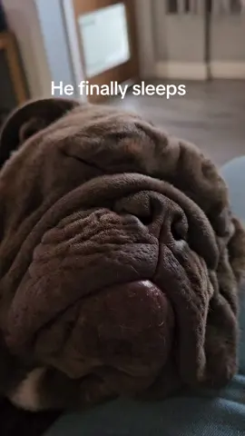 #bulldog #cute #dogsvideo #megaesophagus #pets #dog #englishbulldog #richard #foryoupage #foryou #fyp #funny 