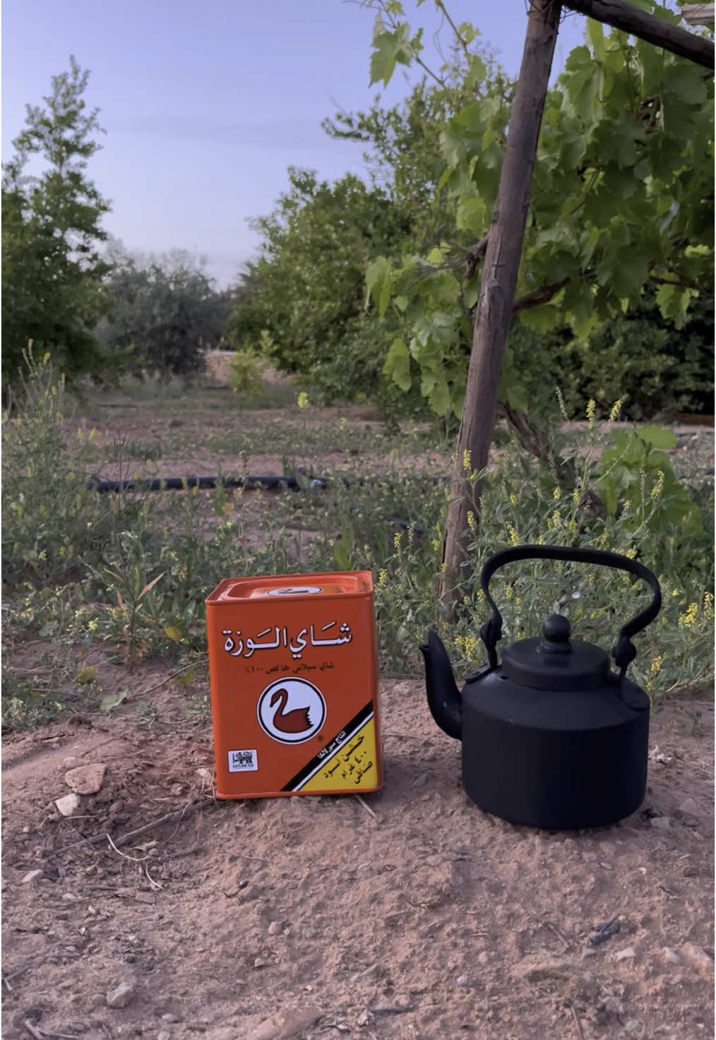 چاي الــَوزة 😴👌🏻#سعدي_البياتي #الكويت🇰🇼 #اكسبلورexplore #المملكة_العربية_السعودية🇸🇦 #چاي #🚬 @Alwazah Tea | شـَـاي الـــَوزة 