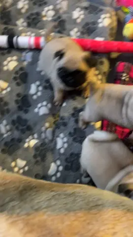 #baby #babiesoftiktok #pug #pugs #puppies #puppylove #puppydog #dog #dogs #babydog #babydoggy #doggy #pugsnotsdrugs #pugs #pugsoftiktok #pugpuppy #mad #crazydog #doggies #doggiesoftiktok 