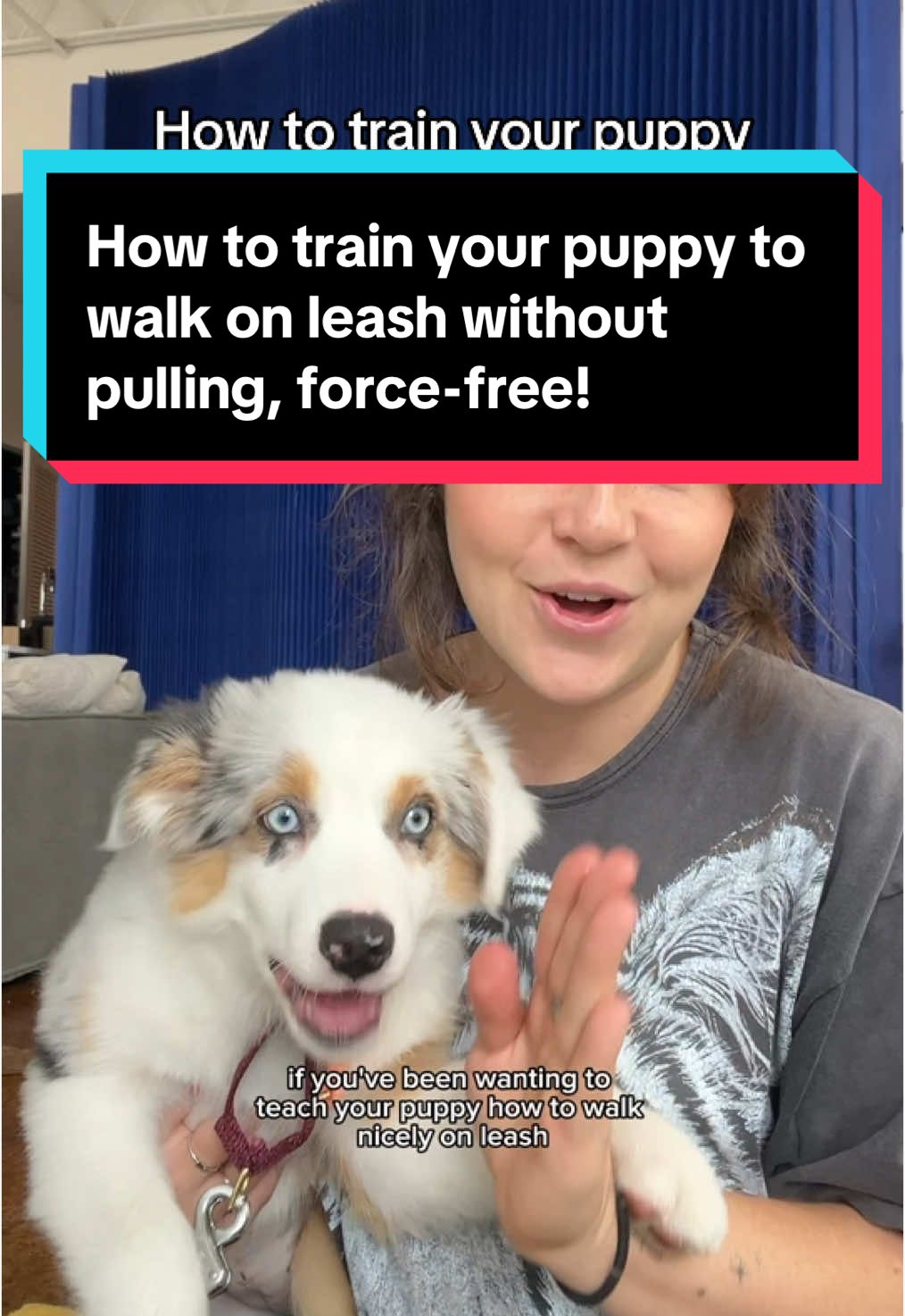 Subscribe to my YouTube - in bio! Read caption ⬇️ Loose leash walking starts before you ever go outside. It starts inside your home, in a calm space where your puppy can actually focus on you and learn these basics.  Let’s be real - outside is super overwhelming for puppies. New smells, noises, people, and dogs.. no wonder they can’t focus on us! What we’re doing now doesn’t look like a real walk YET, but trust me- this is where it all begins.  Let me know if you have any questions, or if I can explain anything in more detail. Thanks for watching & happy training! ❤️🐶 #trainingmydog #leashpulling #forcefreedogtraining #dogtreats #puppytraining #howtostopmydogfrompulling #leashwalking #dogtraining101 