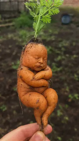 Baby Carrot #Baby #Carrot #food #funny #meme #cursed #weird #bodyhorror #aiart #aiartcommunity #aiartwork #aiartist 