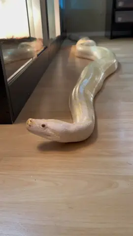 My Snake Is Almost 20 Feet! I Say Another Year Or Two! 🤯🐍 #burmesepython #petsnake #python #reptile 