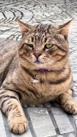 #explore #catsoftiktok #cat #cutecat #viral #fyp #قطط 