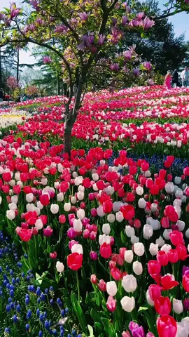 İstanbul Tulip Festival 2025 - The main location for the Tulip Festival Istanbul is Emirgan Park. This is one of the best parks in Istanbul and overlooks the Bosphorus, so you are in for a treat as not only will you see beautiful flowers but plenty of gorgeous sea views too!  #istanbul #tulips #viral 