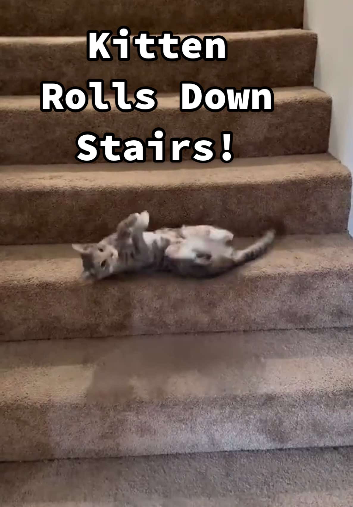 This kitten got the slinky gene! 😹😹 (Via - Paula V.) #CatsOfTikTok #Kitten #SlinkyKitty #CatLover