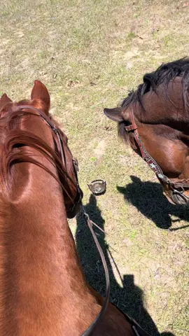 Rooster and Mister were very interested in their new bird friend they met today. 😆  @Deanna Awoyomi  #geldings #retiredponyhorse #retiredracehorse #thoroughbred #quarterhorse #appendix #ottb #friends #geldingsoftiktok #birds #newfriends #soscary #thoroughbredsoftiktok #fyp #trailride #horsetok #fypシ 