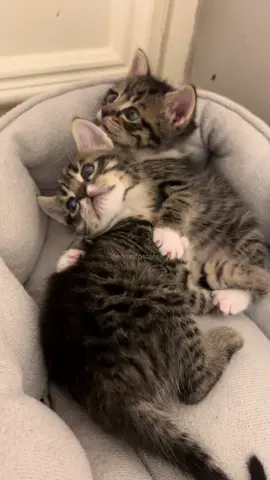 Their little personalities are growing more every second 🥰 I love them!  Please get your pets fixed and adopt instead of buying from breeders so more lives like these can be saved! ❤️🙏🏻  #tabbycat #tabbykittens #adoptdontshop #spayandneuter #catrescue #catlover #cattok #fyp #catfamily #shelterpets #fyppp #cutekittens #kittenvideos #fosterkittens #fosterhome