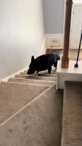 My puppy