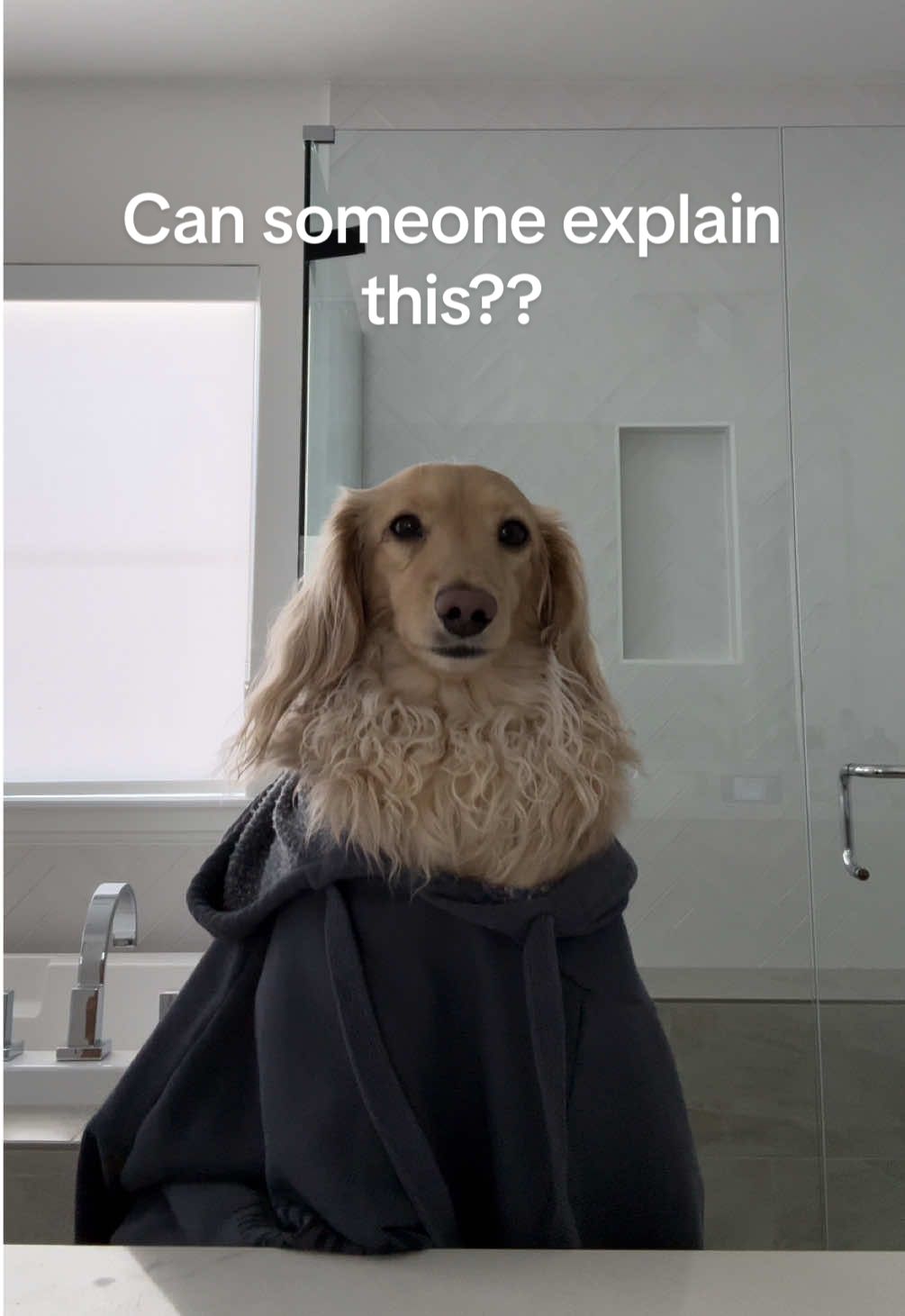 It’s like I have MORE hair??? #7monthspostpartum #MomsofTikTok #dog #dogsoftiktok #dachshund #dachshundsoftiktok 