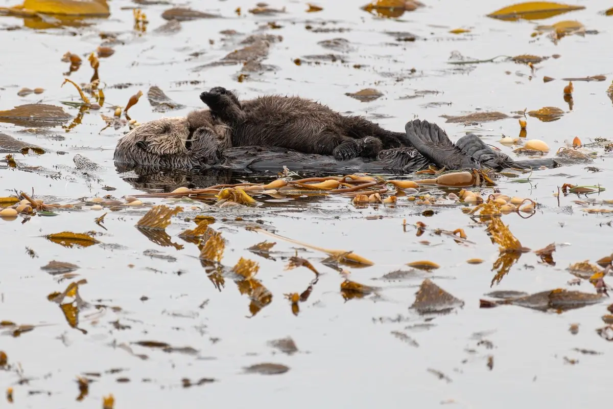 Let’s sealebrate by highlighting how the Aquarium’s volunteers and interns impact healthy habitats in Monterey Bay. 🌊  📸 Southern sea otters are a keystone species in the bay’s kelp forest ecosystems, greatly affecting the habitat's health and diversity of marine life. A healthy sea otter population = a healthy kelp forest. 📸 Volunteers with our sea otter program help care for abandoned, sick, or injured animals rescued along the California coast. This is an important step in the overall process to return healthy sea otters to the ocean to support the wild population. 📸 Our dive interns have a direct impact on kelp forest research and conservation. They play an important role in collecting data on the biodiversity and function of kelp forests, and how sea otters contribute to their recovery. Together, our interns and volunteers are helping support healthy wildlife populations and habitats in Monterey Bay. 🦦🌊 #montereybayaquarium #aquariumtok #earthmonth2025 #volunteerappreciationmonth #volunteer 