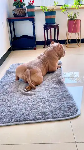 🥶🥶🥶#pet #funny #cute #fyp 