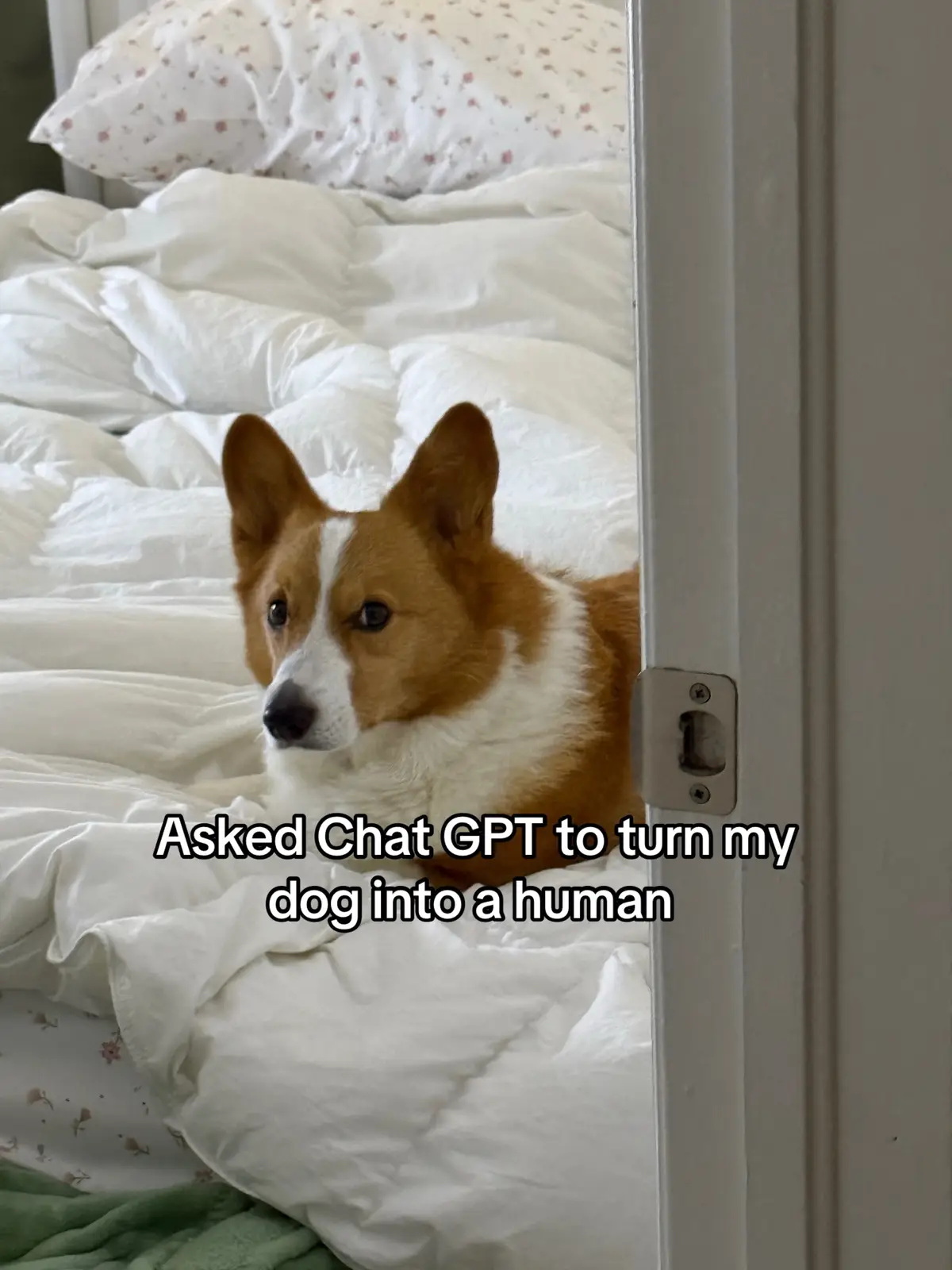 Im dyingggg my little ginger #fyp #dogtok 