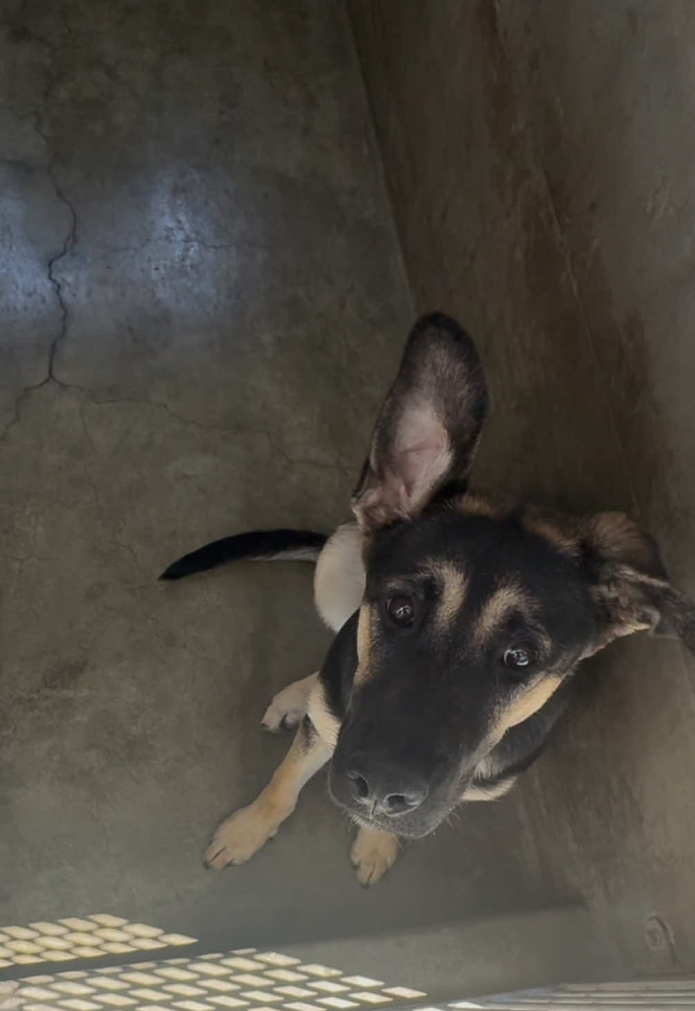 No puppy should ever ever have to grow up behind bars. 😔 She’s beautiful and so overlooked. We love you Satty.  SATTY 🥺🤍 A2187341  Female - 9 months old  📍South LA Animal Shelter  1850 W 60th St Los Angeles, CA  90047 United States  #fyp #foryou #foryoupageofficiall #dogs #dogs #dogsoftiktok #dogtok #rescue #rescuedogs #adopt #adoptadog #adoptdontshop #shelterdogs #shelter #foryoupage #fypofficial #doglover #doggo #dogmom #fypシ #puppy #puppies #puppytok #puppiesoftiktok#puppiesoftiktok