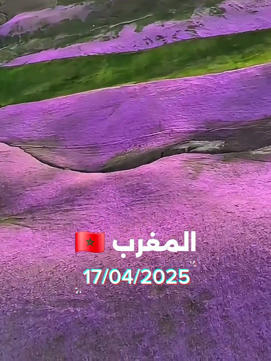 منظر يخطف الأنفاس ويبعث في القلب سكينة لا توصف. الطبيعة المغربية في أبهى حلّتها، والأرض تلبس ألوان الفرح من جديد. #خزامى_المغرب #الربيع_في_المغرب #جبال_المغرب #زهور_الخزامى #الطبيعة_المغربية #المغرب_الجميل #ربيع_المغرب #بعد_المطر #عطر_الخزامى #جمال_الطبيعة #ربيع_2025